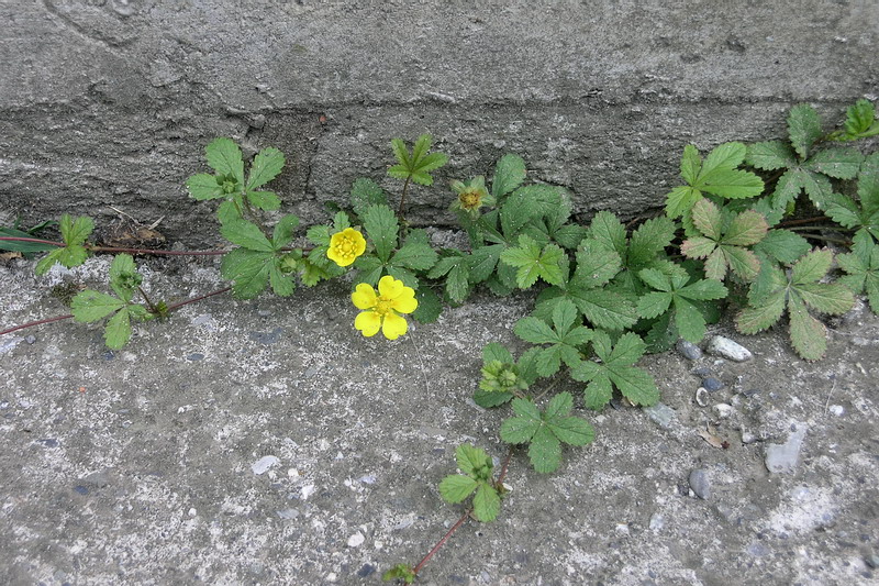 Image of Potentilla reptans specimen.