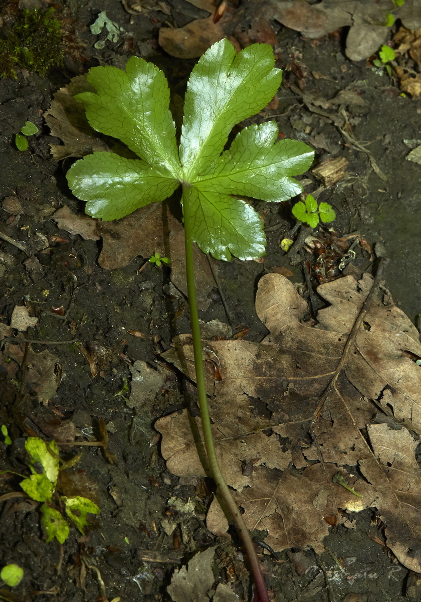 Изображение особи Sanicula europaea.