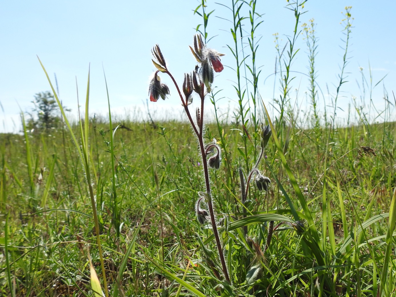 Image of Onosma polychroma specimen.
