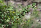 Cotoneaster melanocarpus