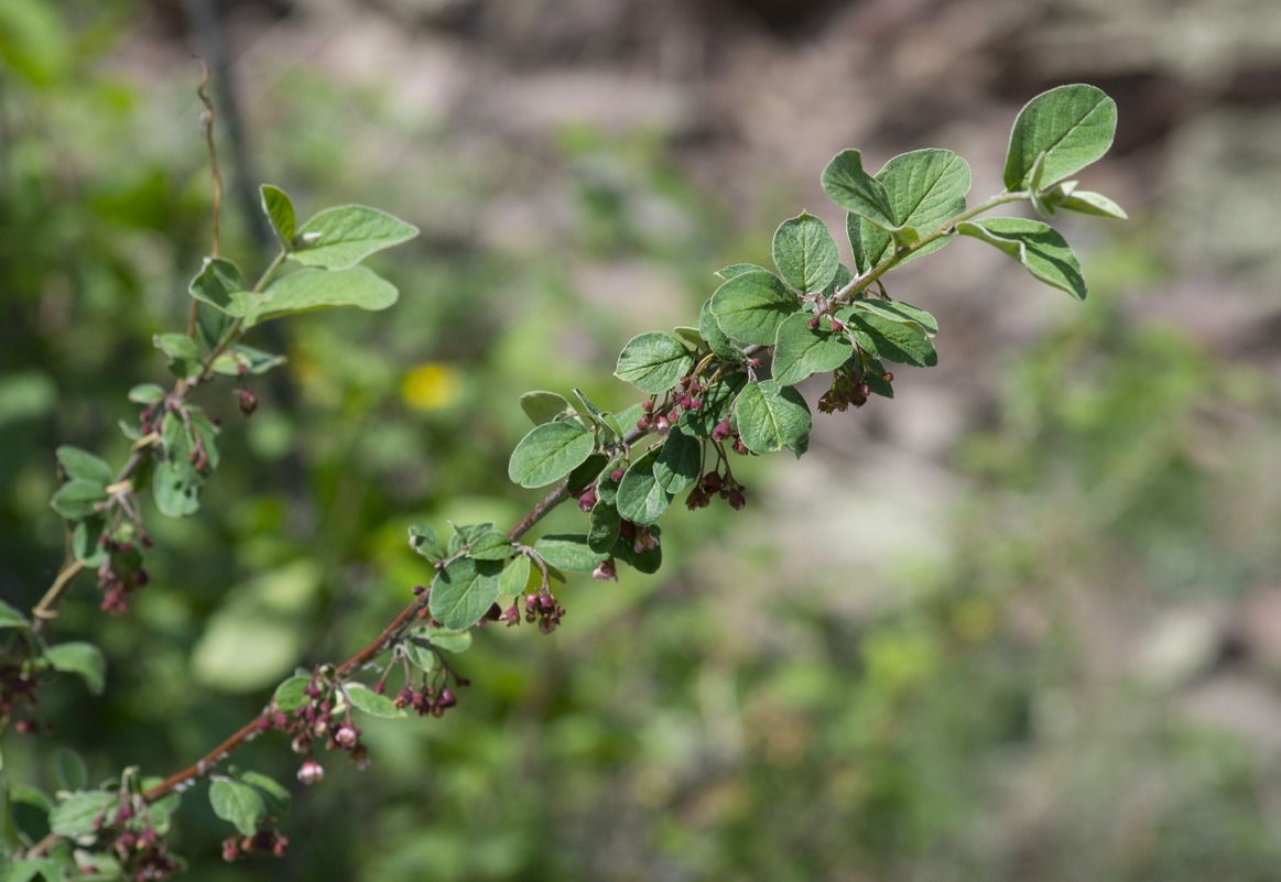 Изображение особи Cotoneaster melanocarpus.