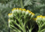 Achillea filipendulina