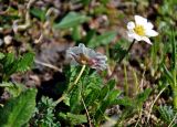 Callianthemum sajanense. Цветок (вид со стороны чашечки). Алтай, Онгудайский р-н, Семинский перевал, ≈ 1700 м н.у.м., опушка хвойного леса. 10.06.2019.