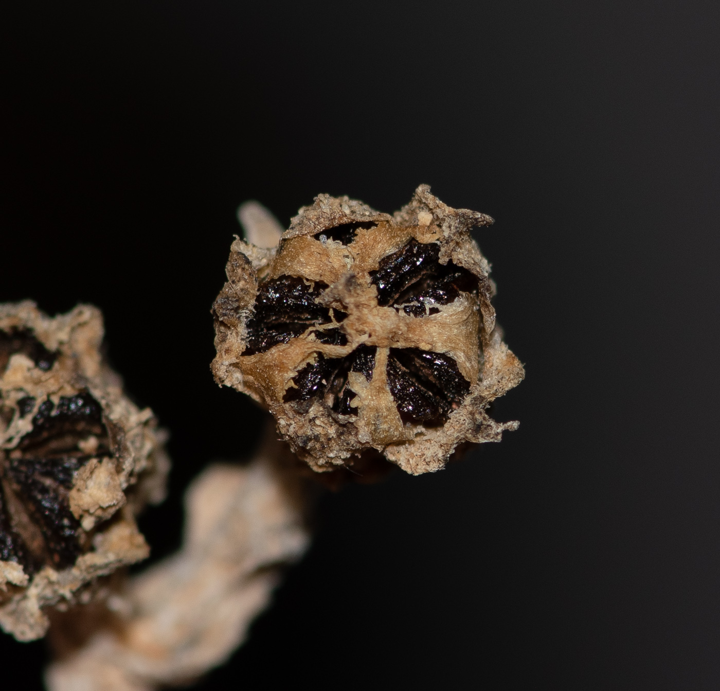 Image of Mesembryanthemum nodiflorum specimen.