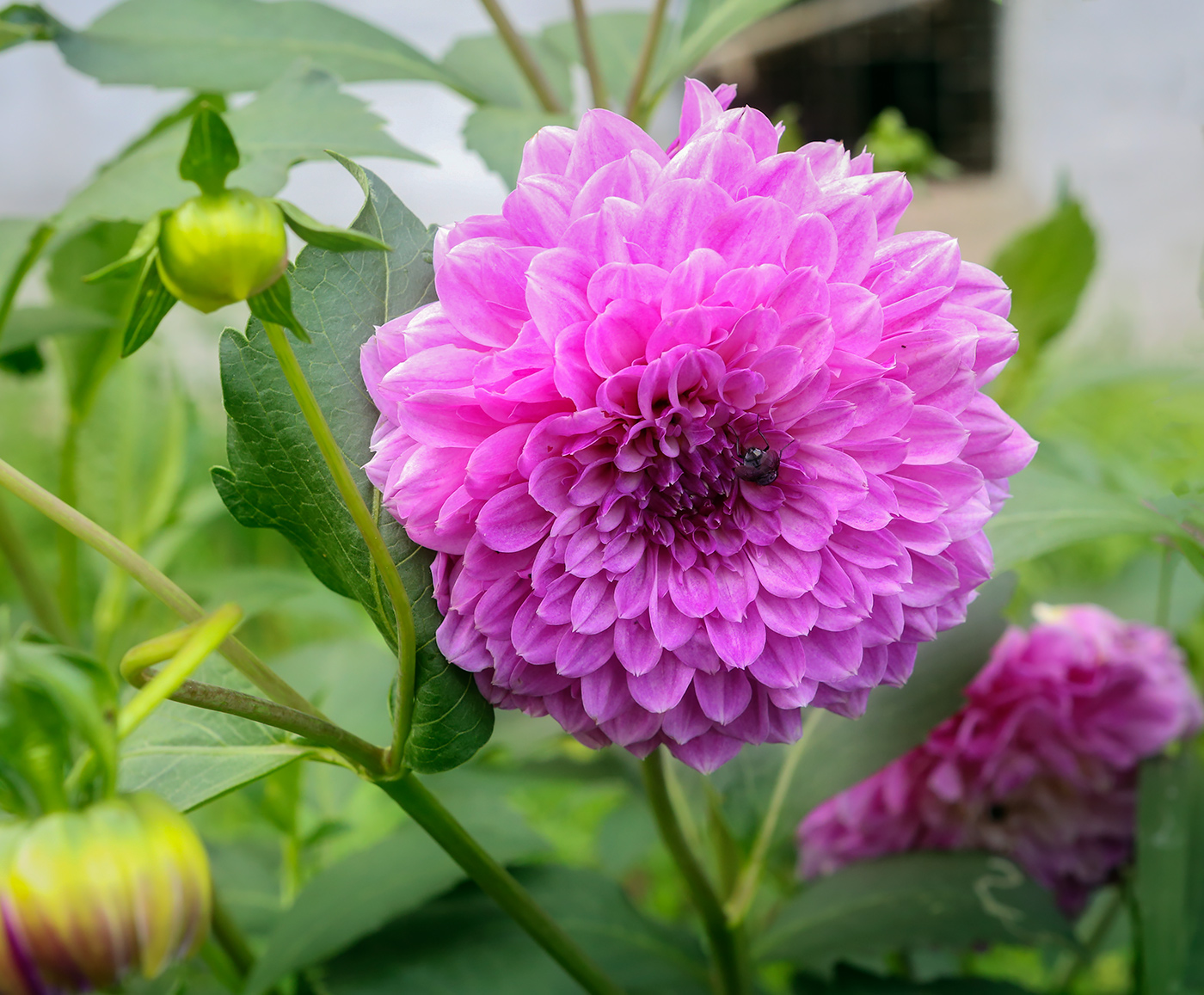 Image of Dahlia &times; cultorum specimen.