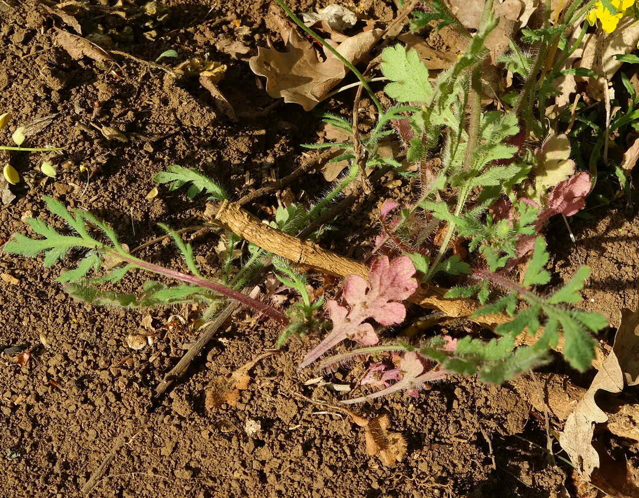 Изображение особи Papaver stevenianum.