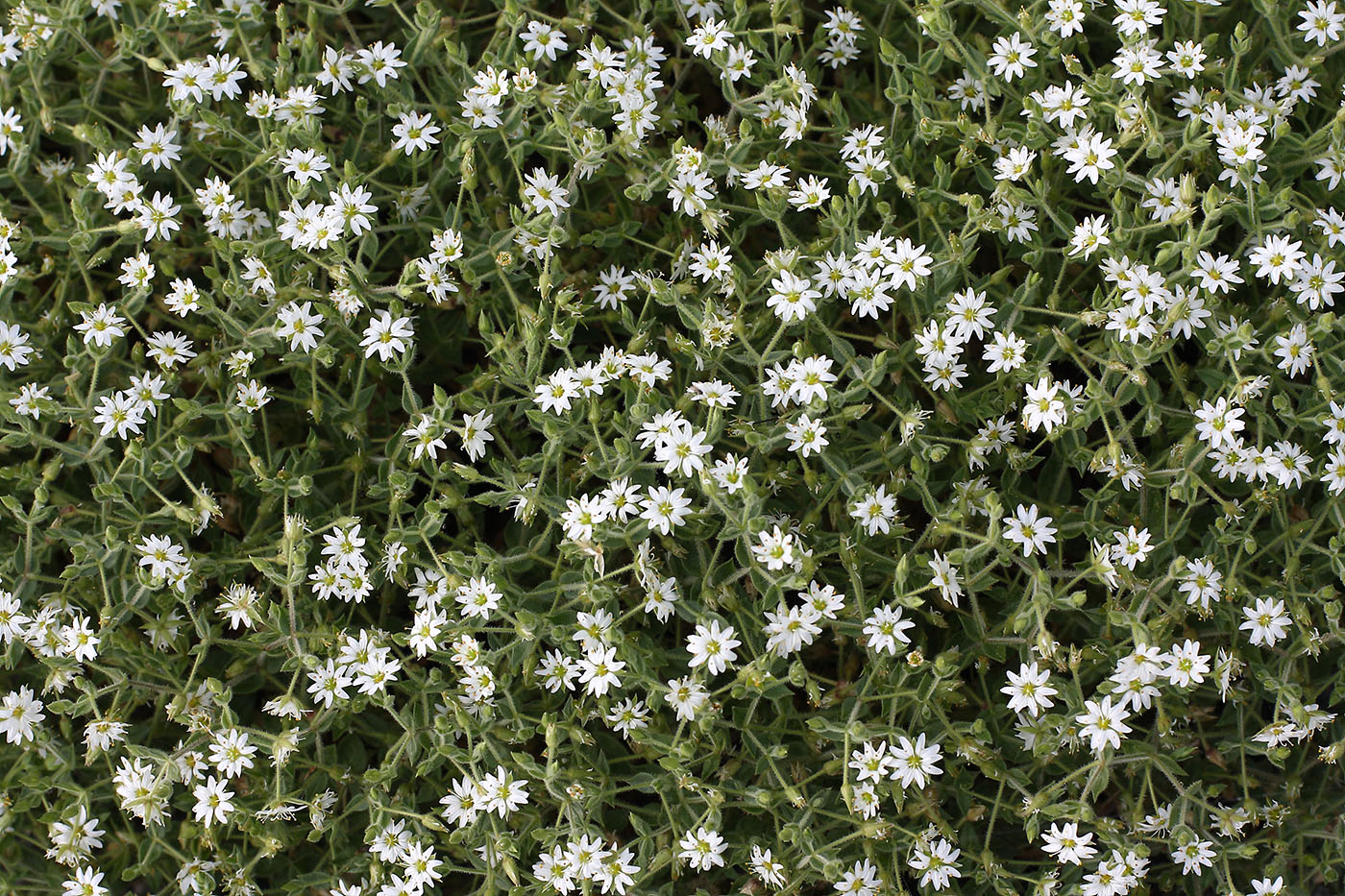 Image of Stellaria dichotoma specimen.