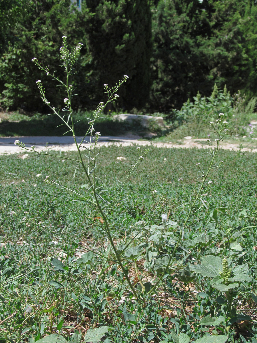 Изображение особи Lepidium graminifolium.