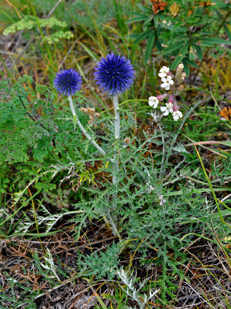 Изображение особи Echinops crispus.