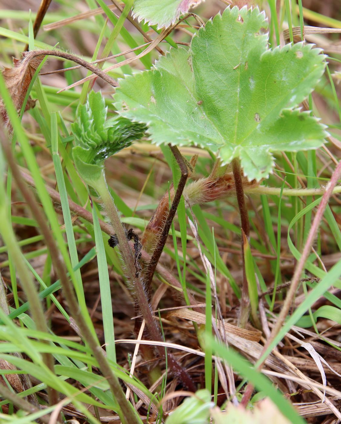 Image of Alchemilla lindbergiana individual.