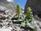 Phlomoides tianschanica. Цветущие растения на каменистой осыпи. Казахстан, Туркестанская обл., Толебийский р-н, территория Сайрам-Угамского национального парка; Угамский хребет, ≈ 2500 м н.у.м., верховья р. Сайрам-Су. 05.07.2019.