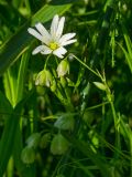 Stellaria holostea. Верхушка цветущего побега. Челябинская обл, Саткинский р-н, долина р. Первая, луг. 16 июня 2019 г.