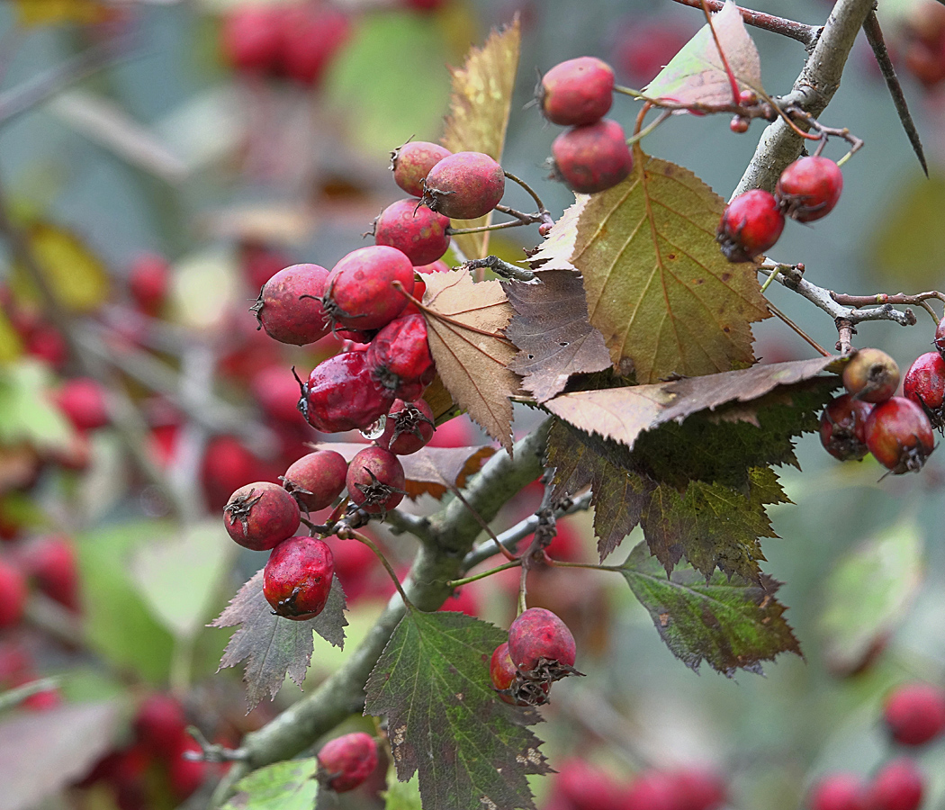 Изображение особи род Crataegus.