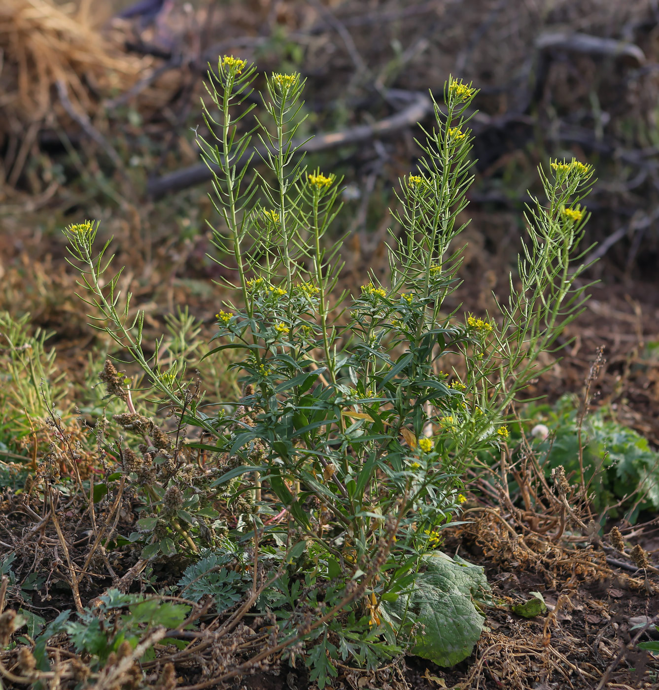 Image of Erysimum cheiranthoides specimen.