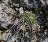 Dianthus versicolor. Вегетирующее растение. Свердловская обл., Нижнетагильский р-н, подножие камня Писаный, каменистый выступ. 01.05.2019.