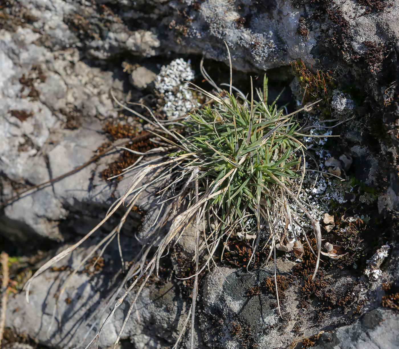 Изображение особи Dianthus versicolor.