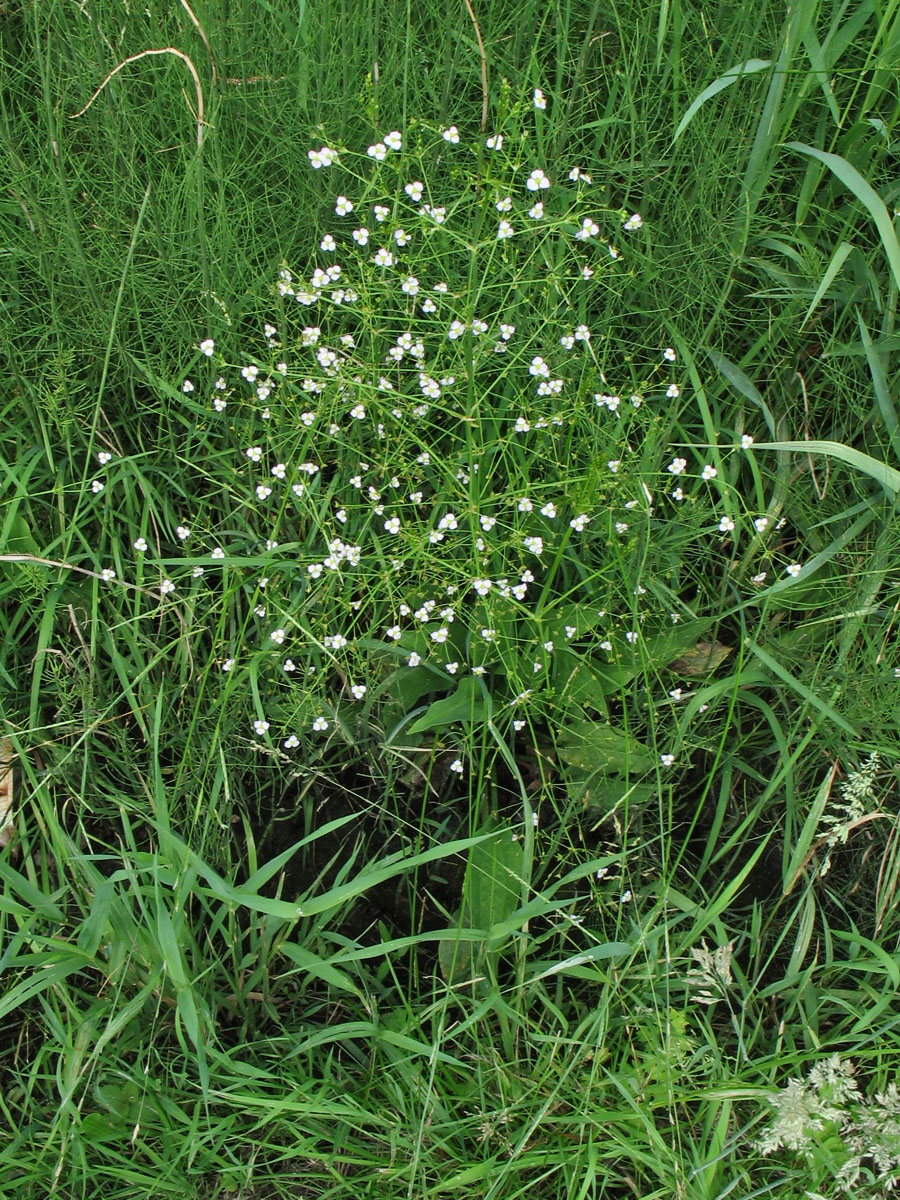 Изображение особи Alisma plantago-aquatica.