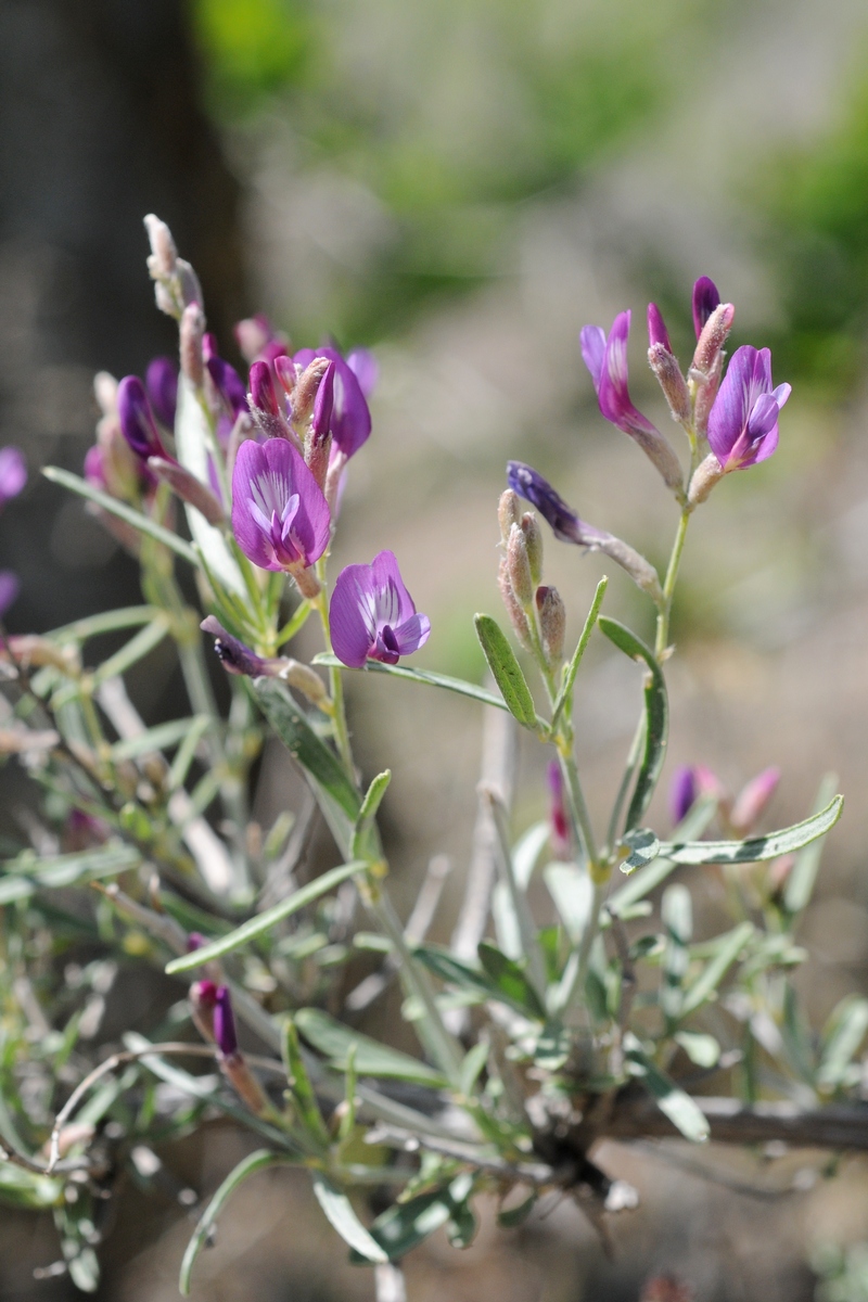 Изображение особи Astragalus brachypus.