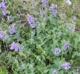 Nepeta mussinii