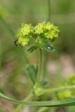 genus Alchemilla