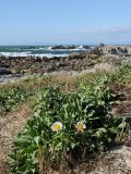 Erigeron glaucus. Цветущее растение. США, Калифорния, Монтерей, побережье океана. 24.02.2017.