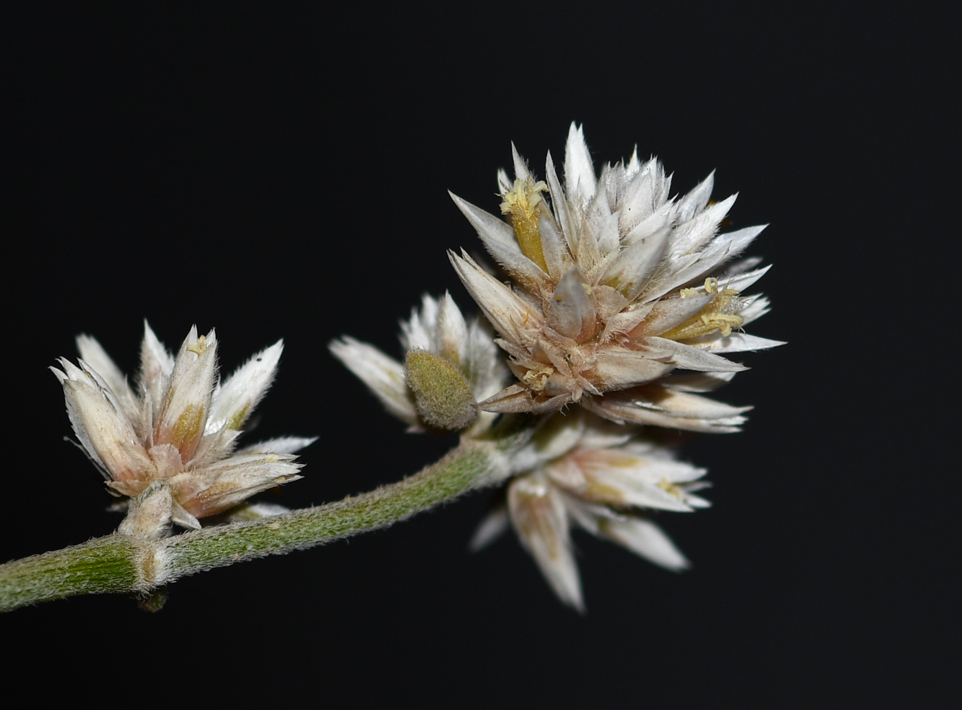 Изображение особи Alternanthera halimifolia.