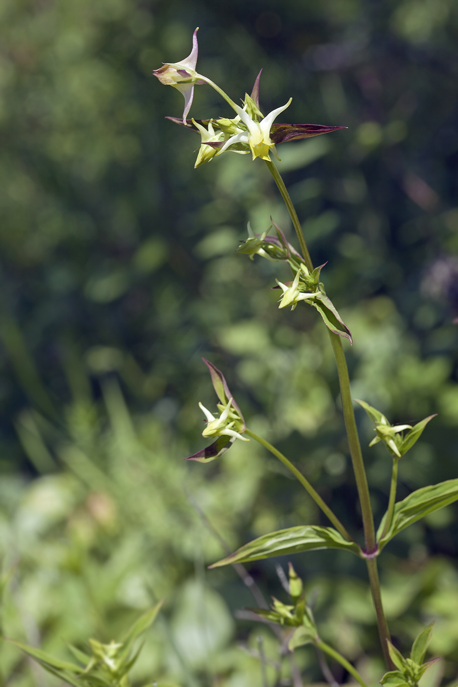 Image of Halenia corniculata specimen.