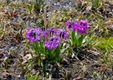 Primula nivalis