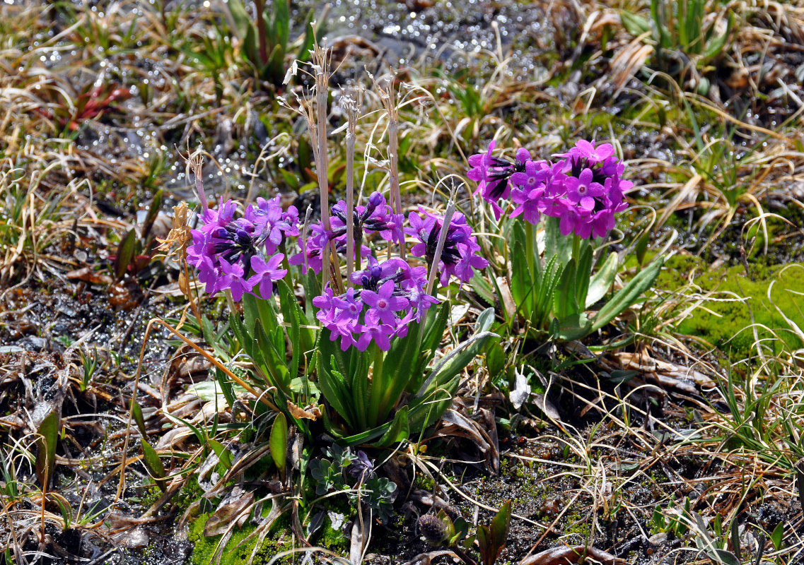 Изображение особи Primula nivalis.