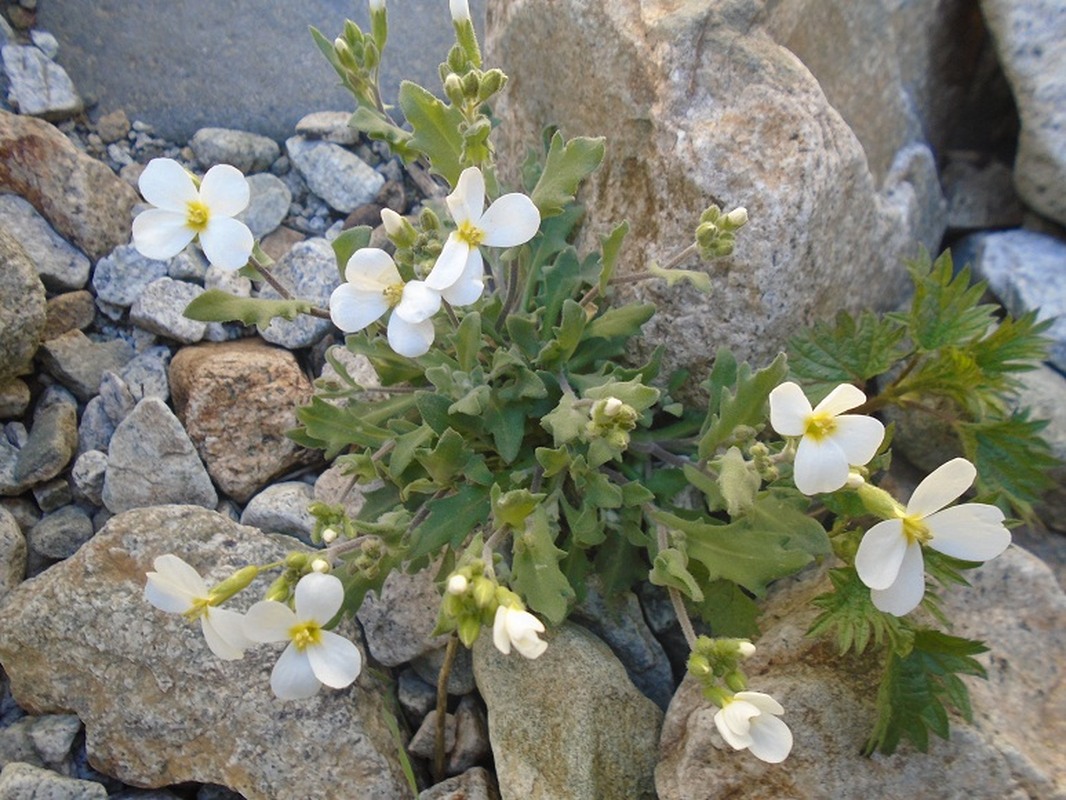 Image of Arabis caucasica specimen.