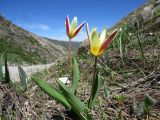 Tulipa berkariensis. Цветущие растения на мелкозёмистом участке по берегу ручья (на месте недавно сошедшего снега). Казахстан, Туркестанская обл., Толебийский р-н, территория Сайрам-Угамского национального парка; Угамский хр., дол. левого притока р. Сарыайгыр (бас. р. Сайрам-Су), ≈ 2200 м н.у.м. 29.05.2018.