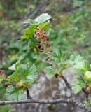 Ribes heterotrichum