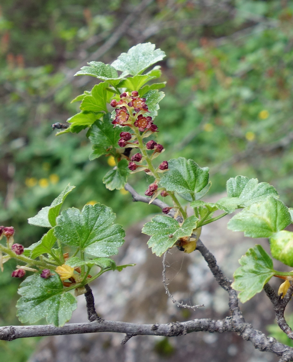 Изображение особи Ribes heterotrichum.