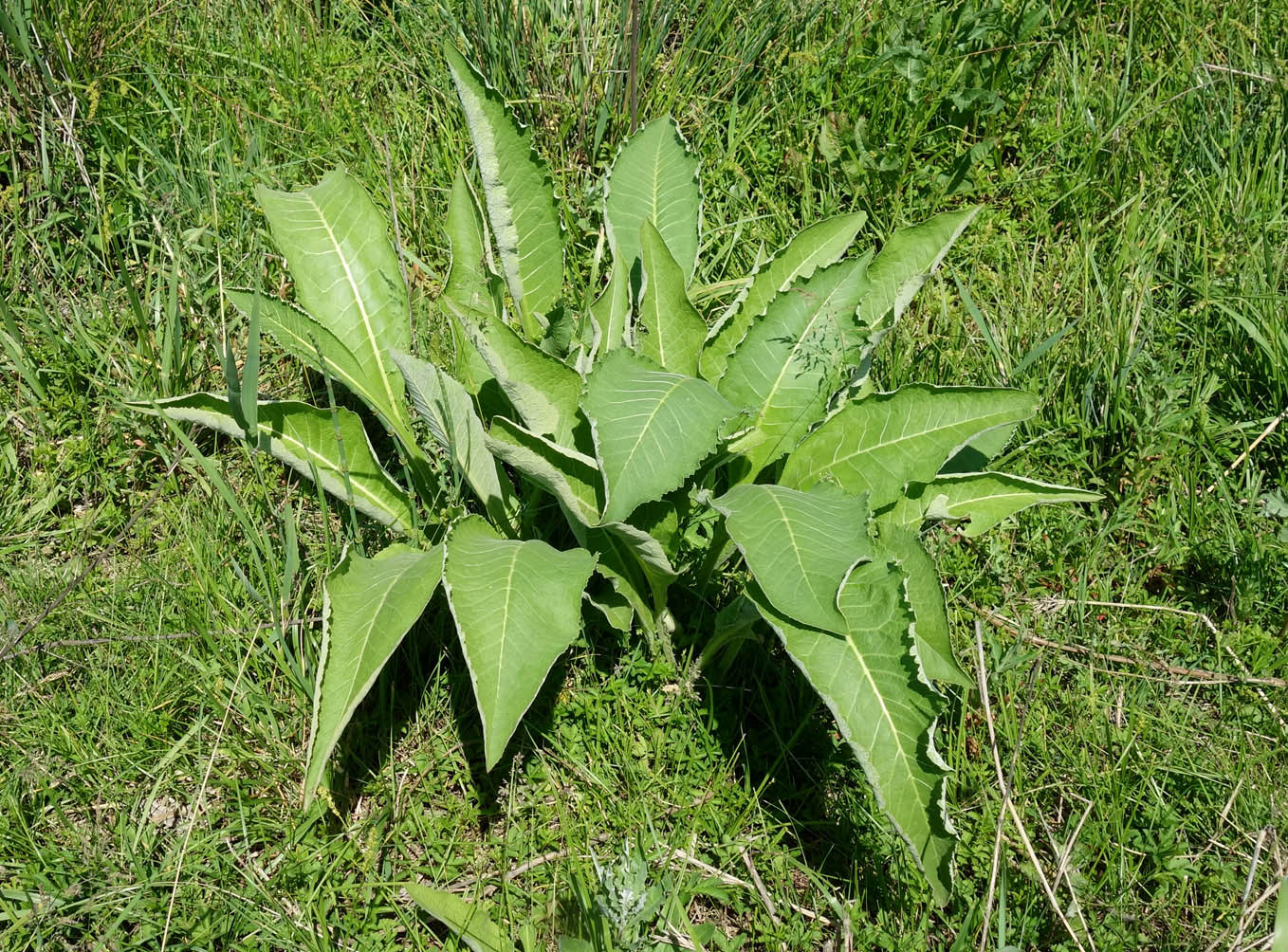 Изображение особи Inula helenium.