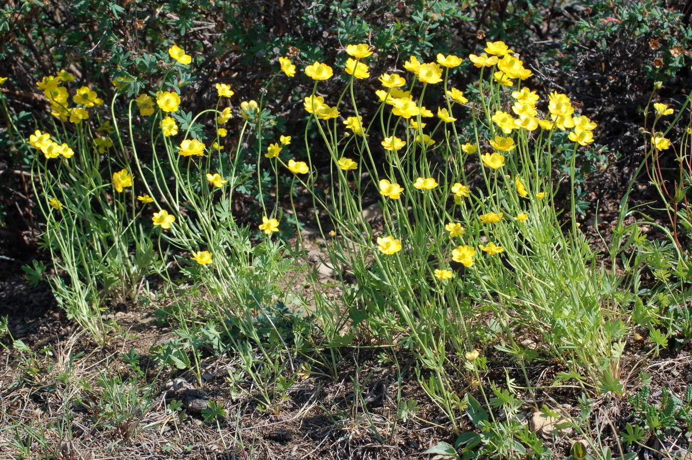 Изображение особи Ranunculus pedatifidus.