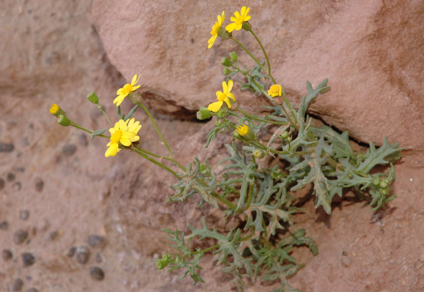 Image of Senecio subdentatus specimen.