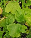 Doellingeria scabra