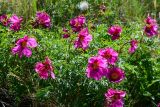 Paeonia intermedia