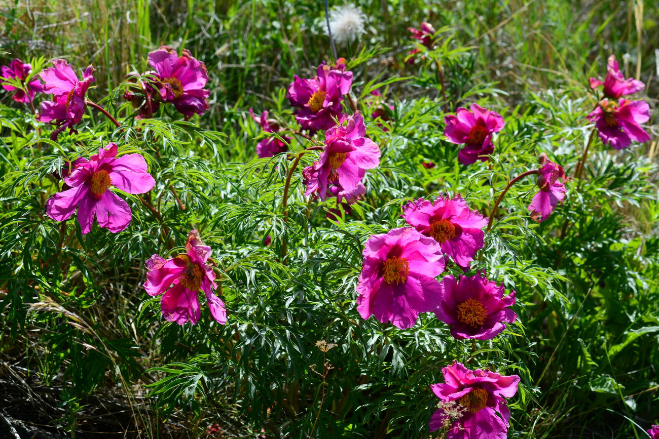 Изображение особи Paeonia intermedia.