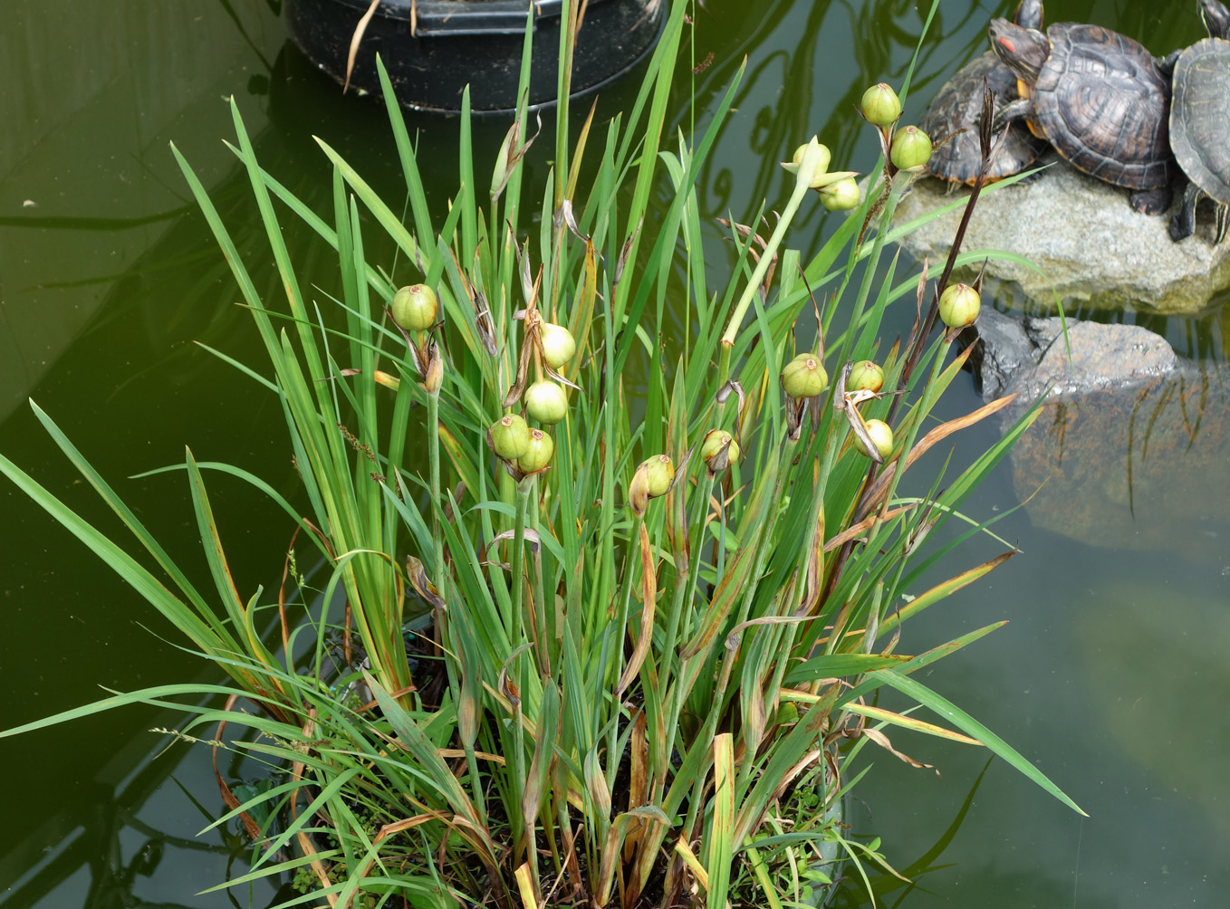 Image of genus Sisyrinchium specimen.