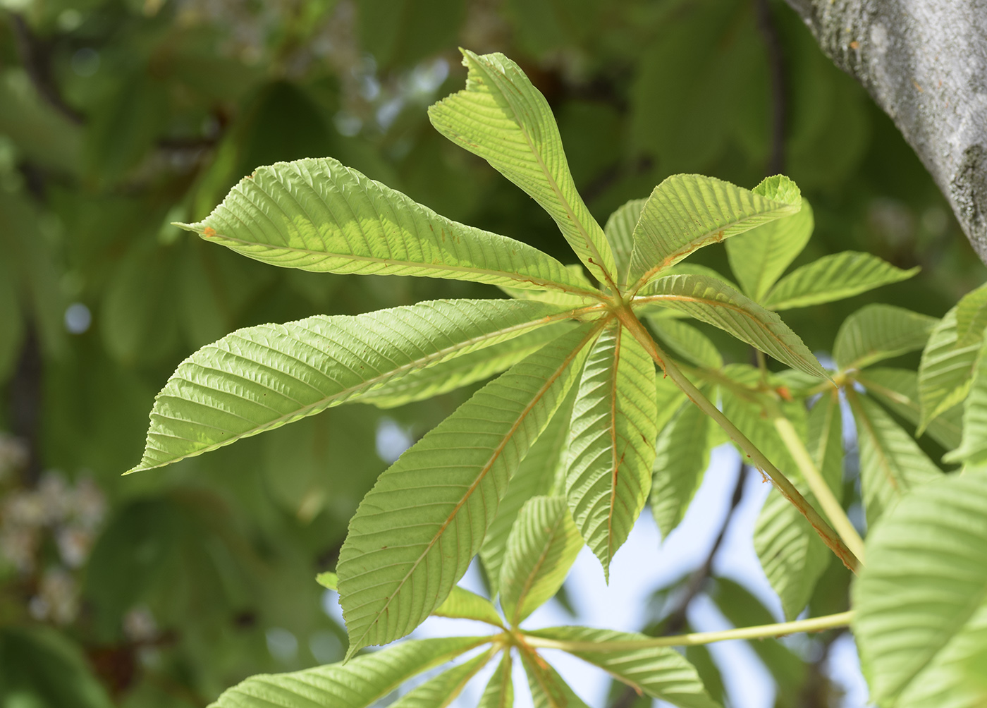 Image of Aesculus hippocastanum specimen.