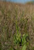 Hesperis tristis