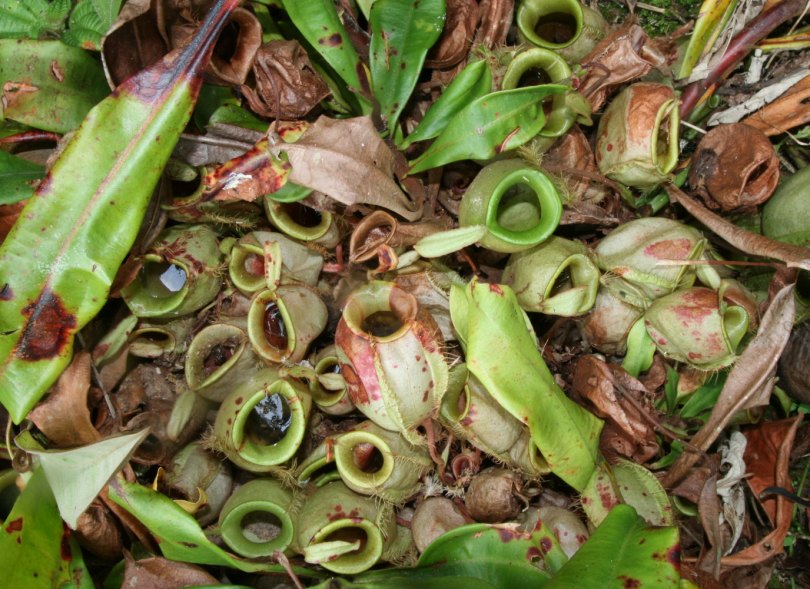 Изображение особи Nepenthes ampullaria.