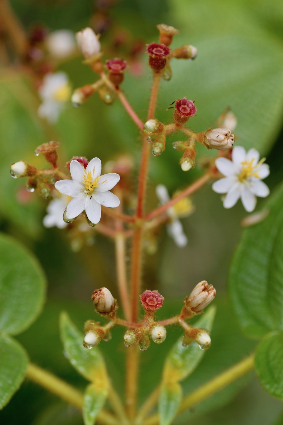 Изображение особи Miconia benthamiana.