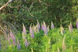 Lupinus polyphyllus. Верхушки цветущих растений. Калужская обл., Боровский р-н, окр. дер. Сатино, край заброшенного и заросшего старого яблоневого сада. 8 июня 2020 г.