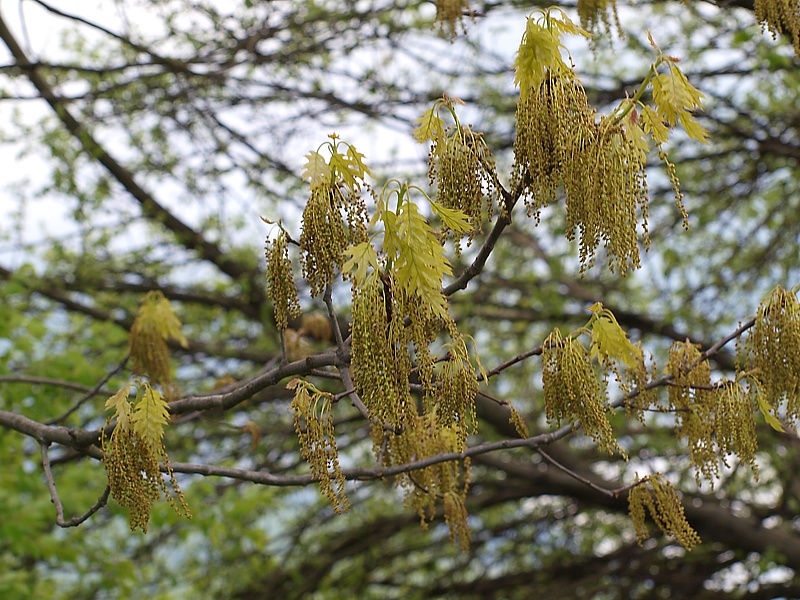 Image of Quercus rubra specimen.