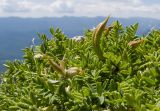 Astragalus levieri