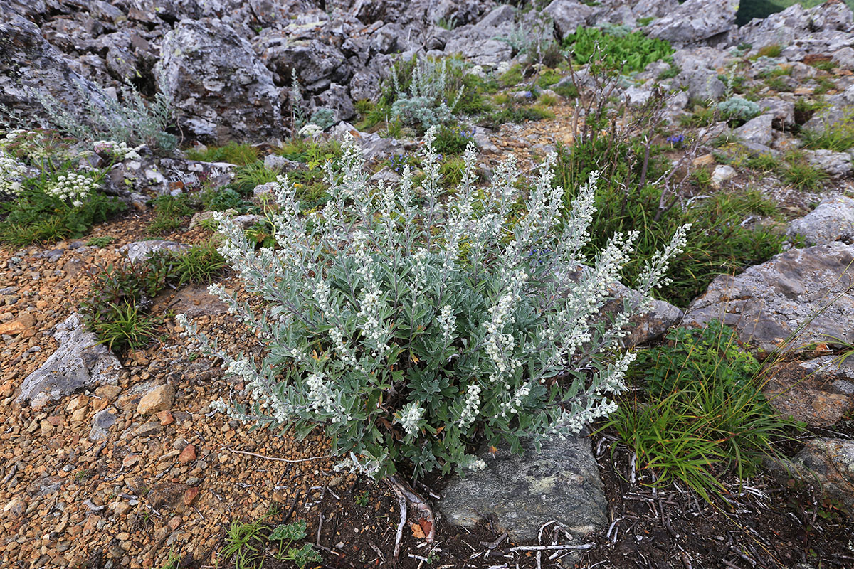 Image of Artemisia lagocephala specimen.