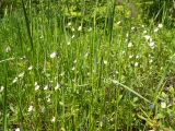 Viola arvensis. Цветущие растения в сообществе с Poaceae и Veronica. Тверская обл., Кимрский р-н, дамба Иваньковского вдхр. 26.05.2020.