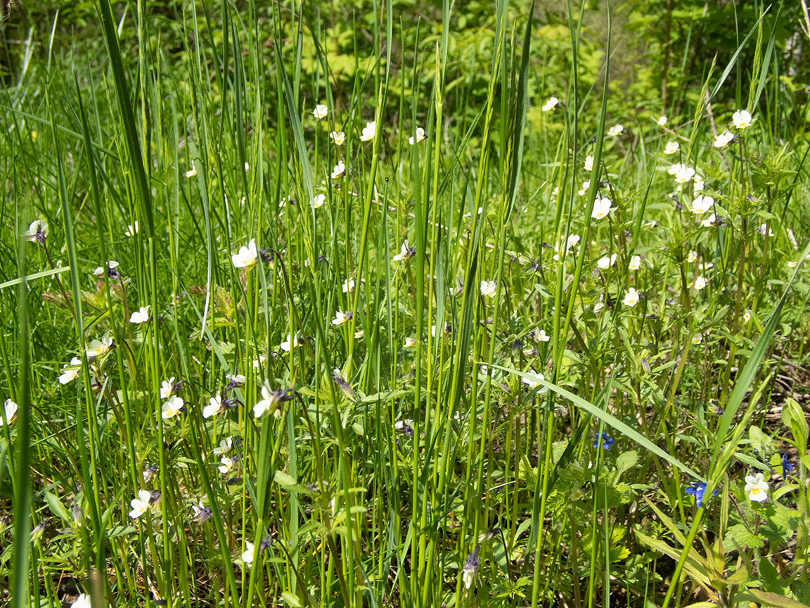 Image of Viola arvensis specimen.